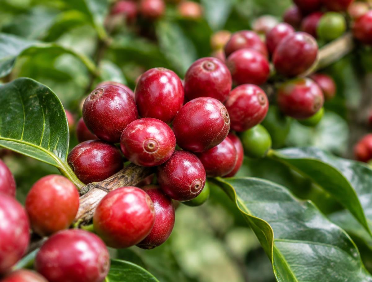 Ripe coffee cherries on the branch