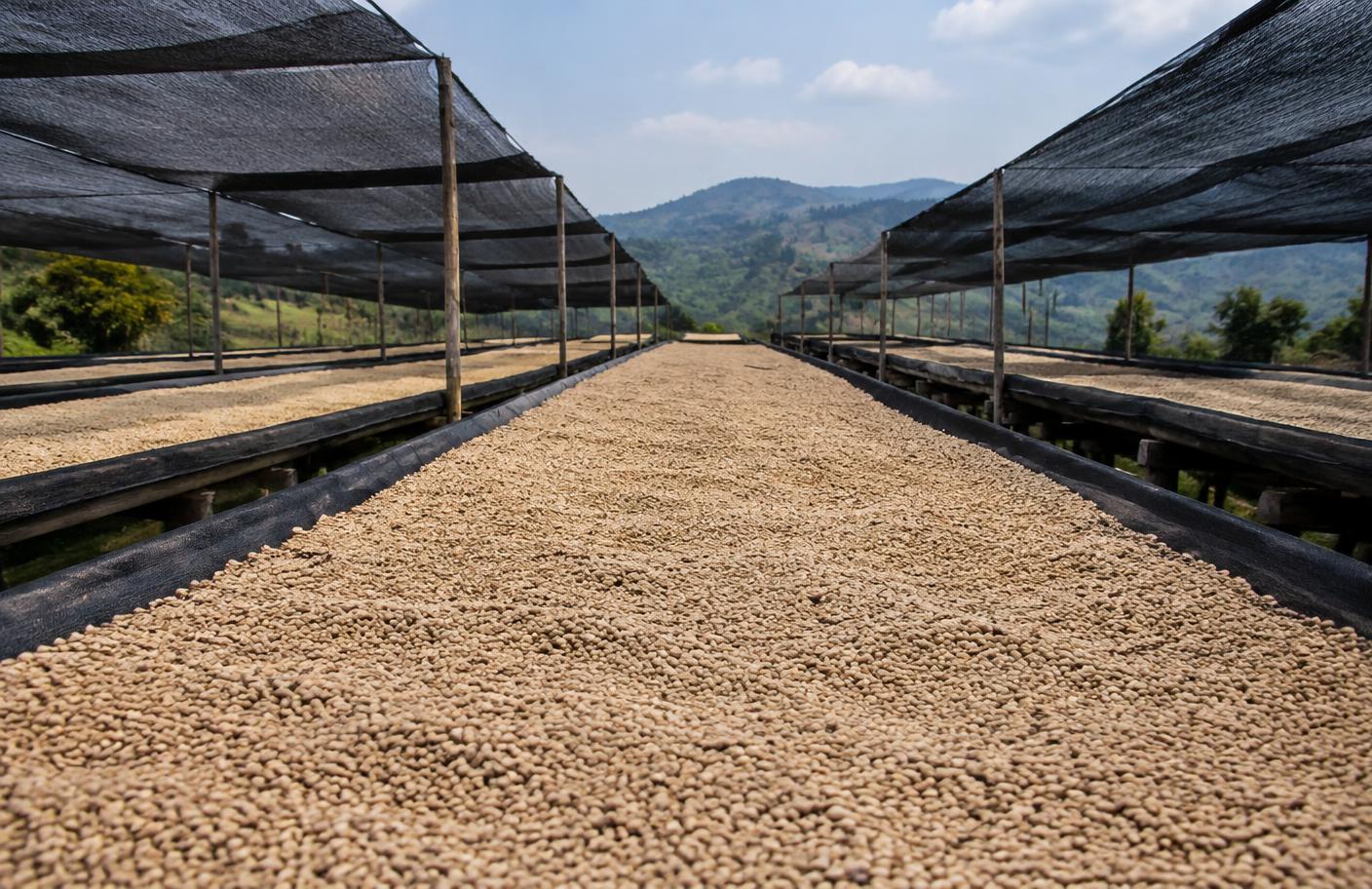 Coffee parchment drying on raised beds