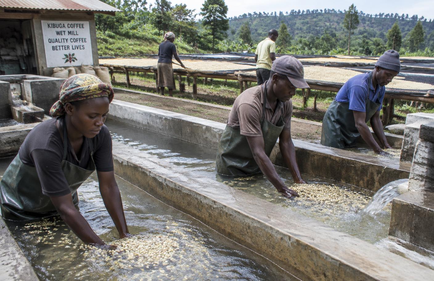 Coffee moving through washing channels at a wet mill
